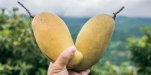 76 Best Mango Pick Up Lines for 2024